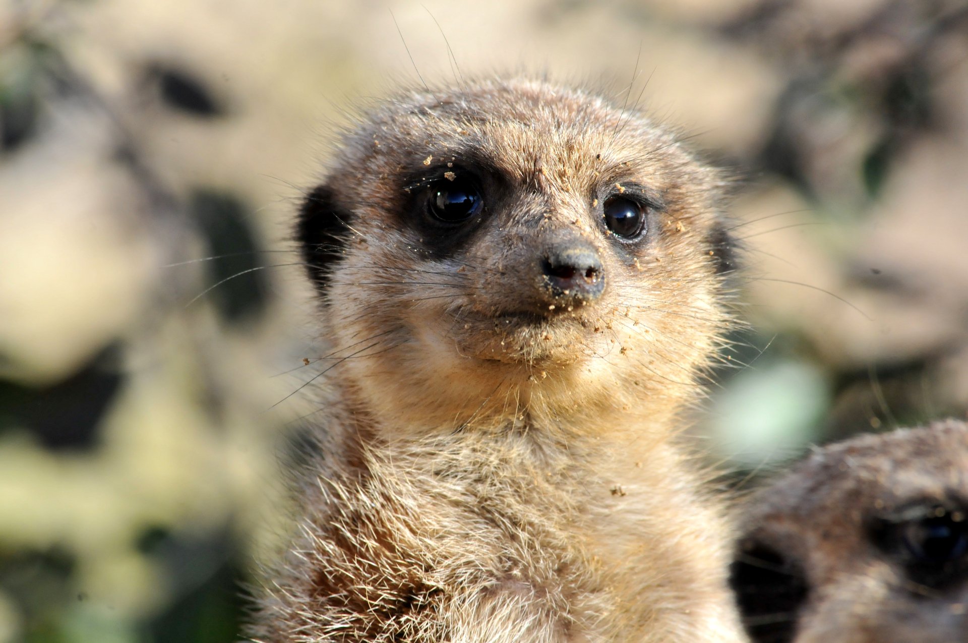 Meerkat 4k Ultra HD Wallpaper