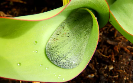 Close-up of a green plant with water droplets resting on its smooth, curved leaves, showcasing nature's detail in an HD desktop wallpaper background.