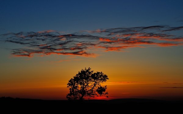 Earth Sunset Nature Horizon Tree Sky HD Wallpaper | Background Image