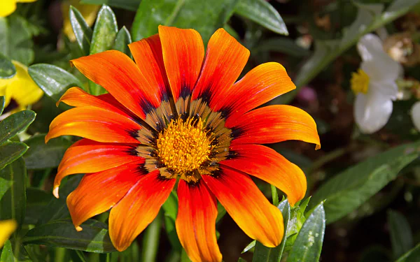  Gazania