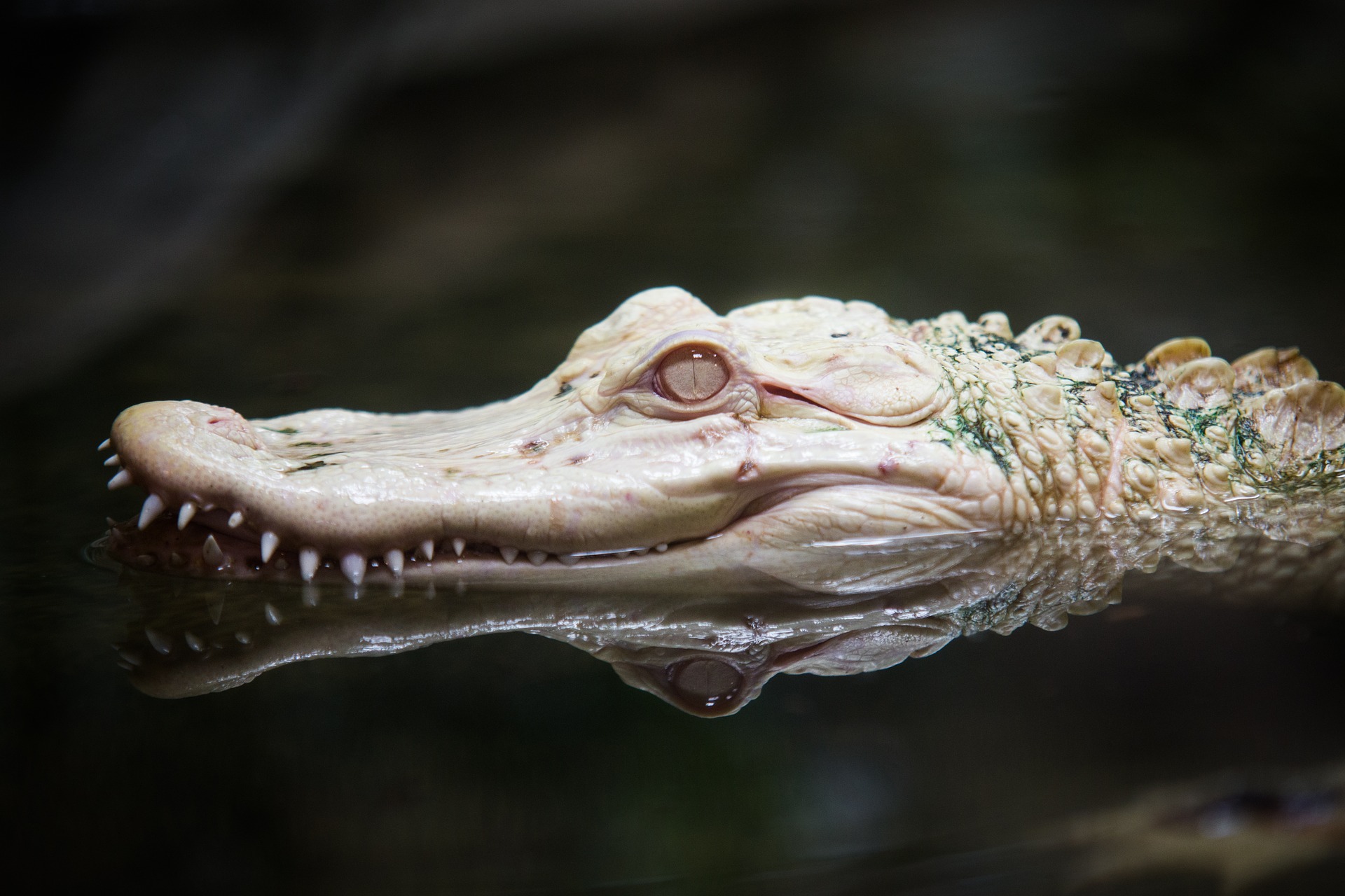 Rare Albino Alligator
