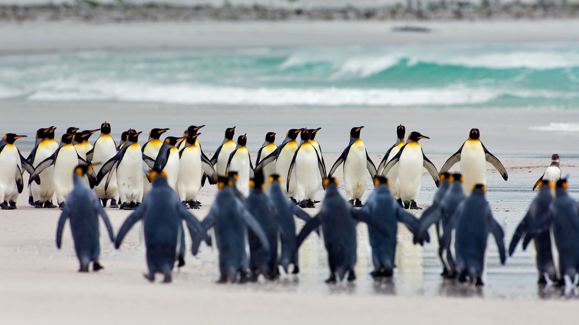 HD PC desktop wallpaper: a colony of emperor penguin birds and chicks on a sandy beach with turquoise waves.