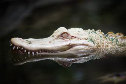  Rare Albino Alligator