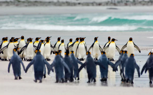 emperor penguin beach bird Animal penguin HD Desktop Wallpaper | Background Image