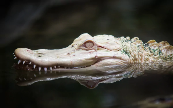  Rare Albino Alligator