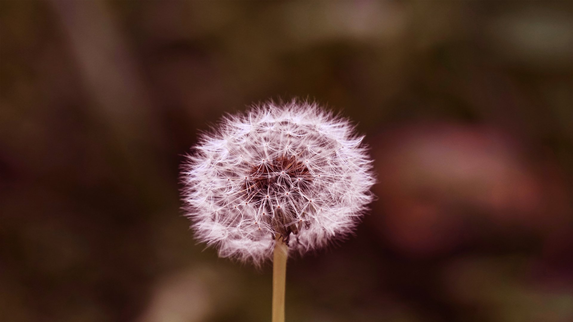Download Nature Dandelion 4k Ultra HD Wallpaper by Storm_bustr