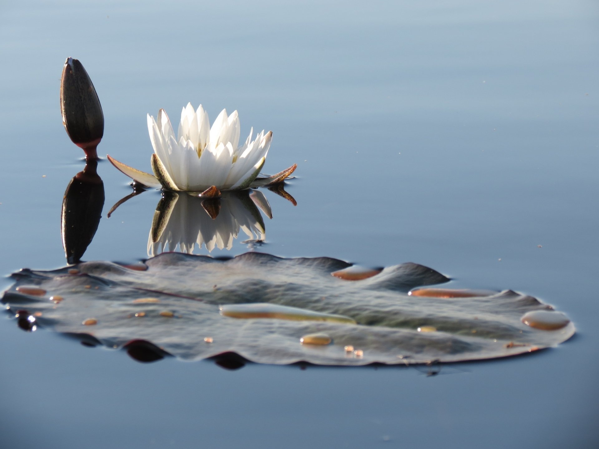 A serene HD wallpaper featuring a white water lily in full bloom, its reflection mirrored on calm water, accompanied by a lily pad and a bud. The image captures the tranquil essence of nature.