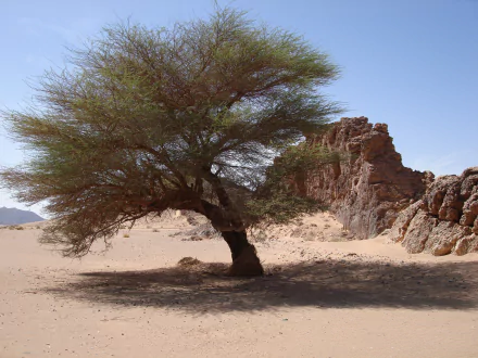 A solitary tree stands in the sunlit Sahara desert at Tassili N'Ajjer National Park, Algeria, highlighting the rugged natural beauty of this African landscape.