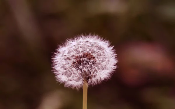nature dandelion HD Desktop Wallpaper | Background Image