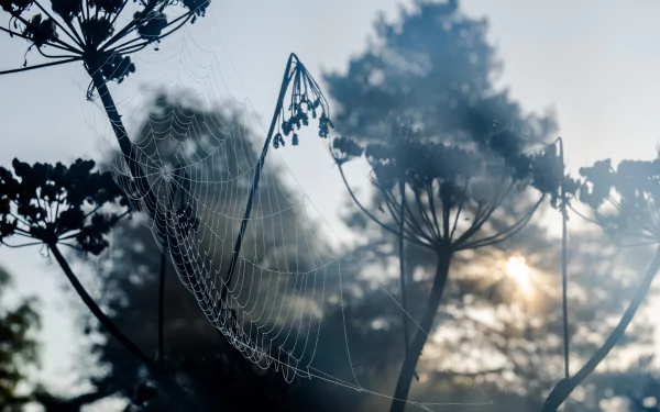 close-up photography spider web HD Desktop Wallpaper | Background Image