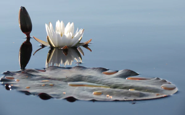 A serene HD wallpaper featuring a white water lily in full bloom, its reflection mirrored on calm water, accompanied by a lily pad and a bud. The image captures the tranquil essence of nature.