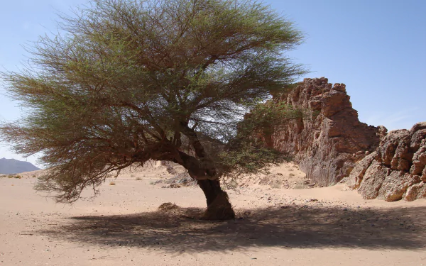 A solitary tree stands in the sunlit Sahara desert at Tassili N'Ajjer National Park, Algeria, highlighting the rugged natural beauty of this African landscape.