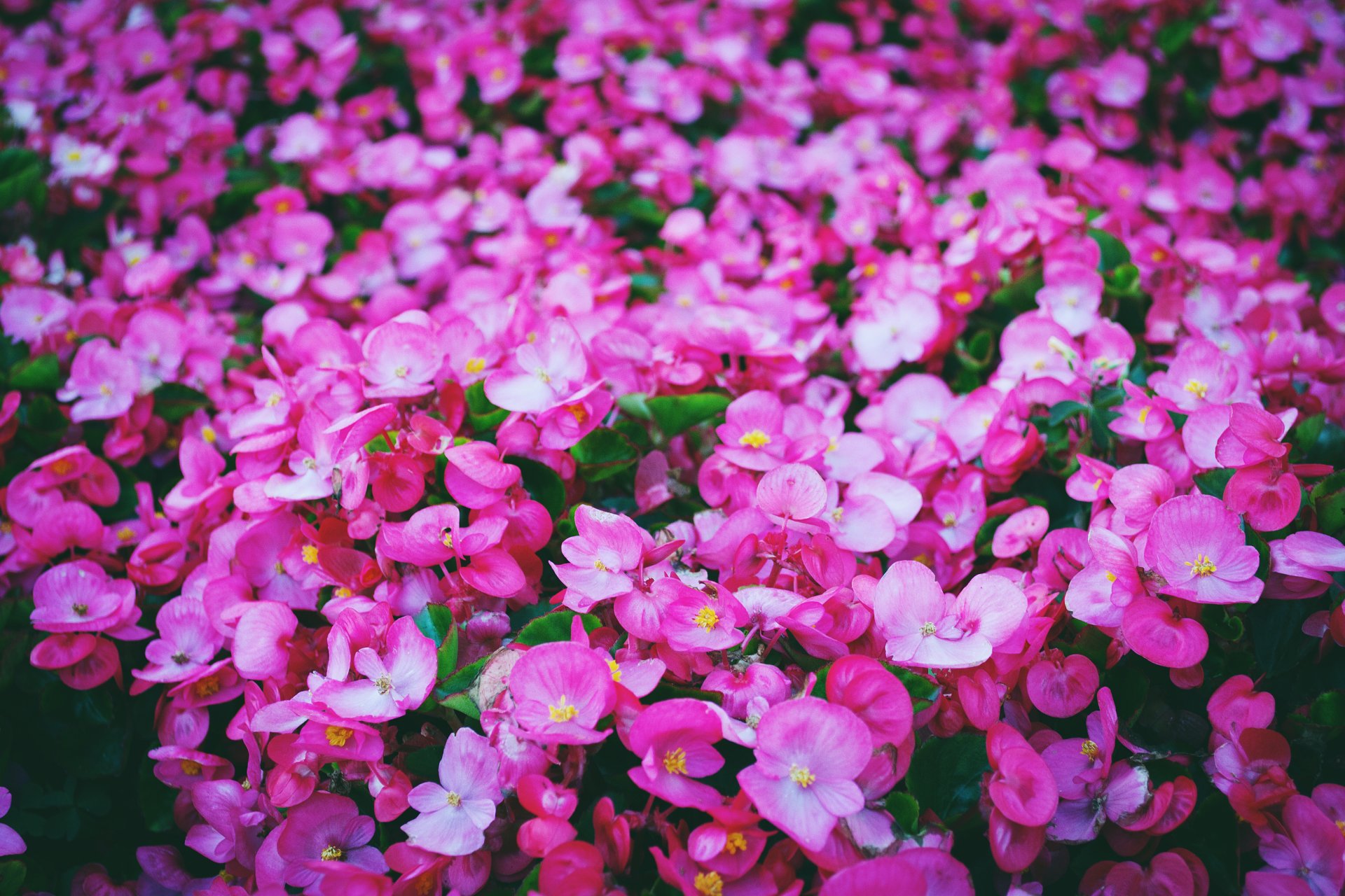 Vibrant close-up of pink begonia flowers carpeting a leafy nature scene, presented as a 4K Ultra HD PC desktop wallpaper and background.