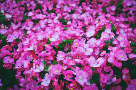 begonia pink flower nature flower HD Desktop Wallpaper | Background Image