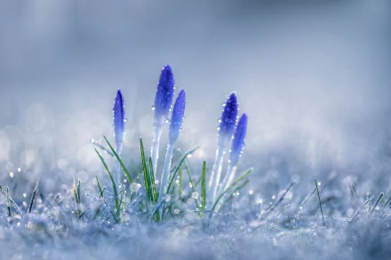 Close-up of vibrant blue crocus flowers emerging from dew-kissed grass, featuring a dreamy bokeh effect. This HD image makes a stunning nature-inspired desktop wallpaper.