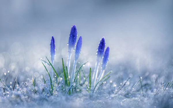 Close-up of vibrant blue crocus flowers emerging from dew-kissed grass, featuring a dreamy bokeh effect. This HD image makes a stunning nature-inspired desktop wallpaper.