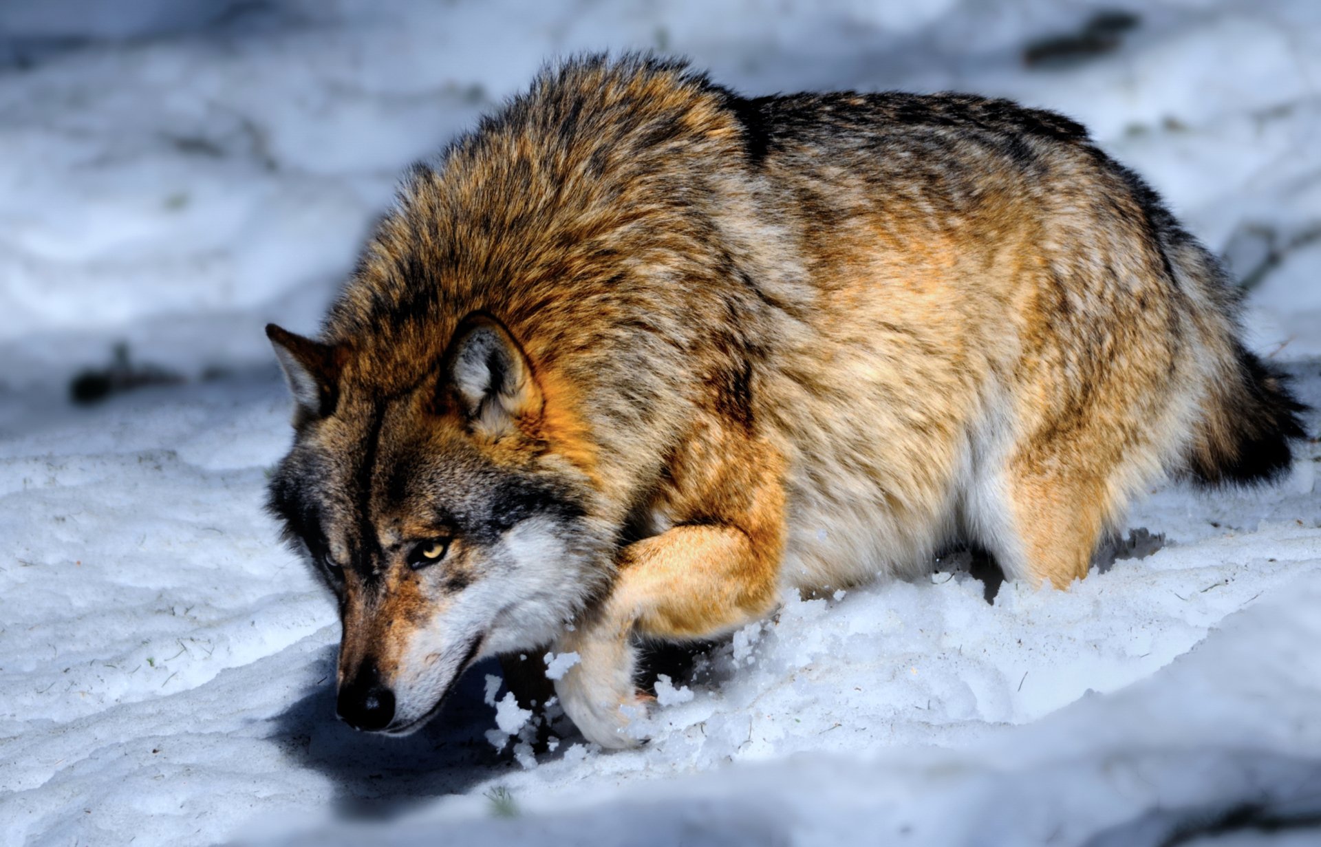 Wolf in the Snow HD Wallpaper | Background Image | 2651x1700 | ID