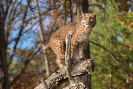 log Animal lynx HD Desktop Wallpaper | Background Image