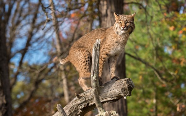 Animal Lynx Cats Big Cat predator Log HD Wallpaper | Background Image