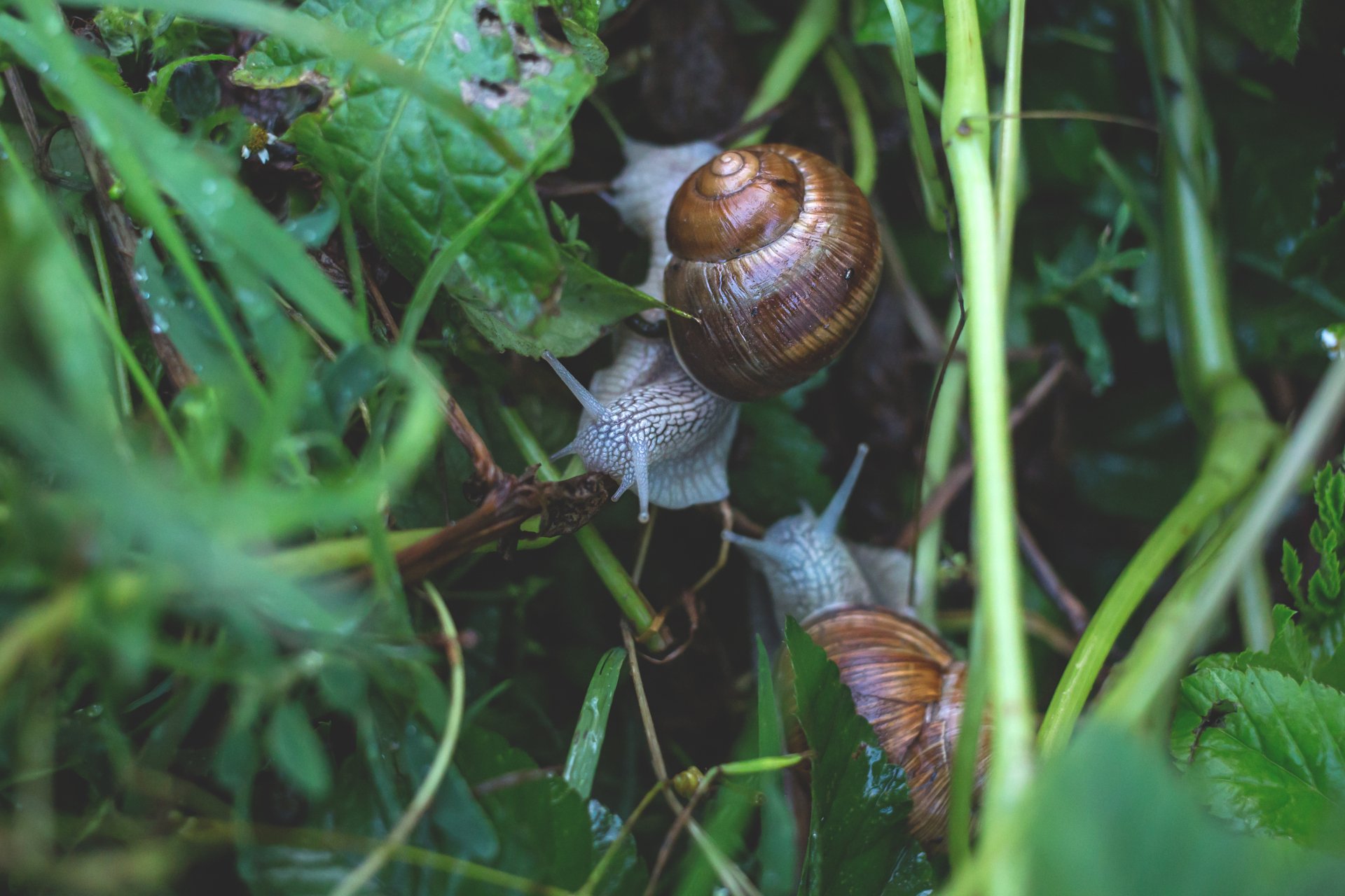 Download Animal Snail 4k Ultra HD Wallpaper