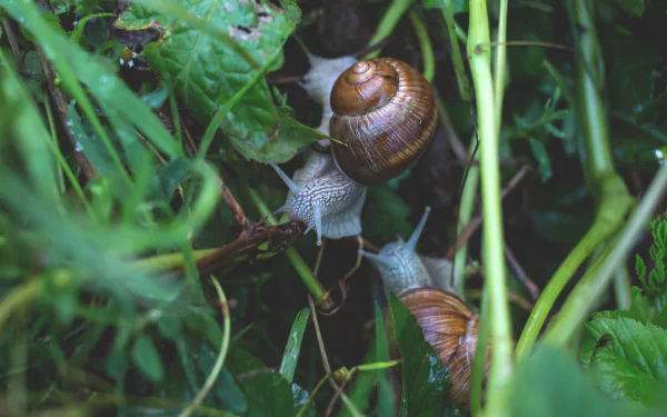 Animal snail HD Desktop Wallpaper | Background Image