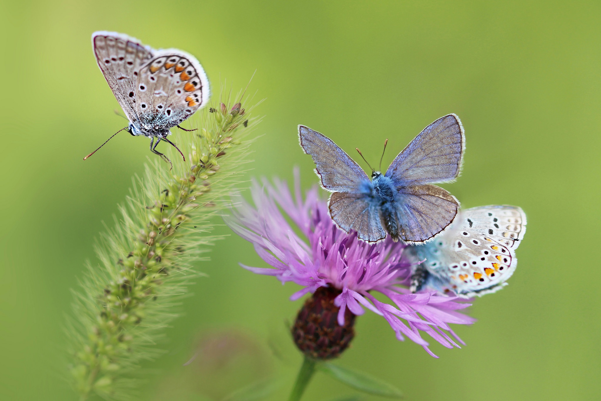 Download Pink Flower Macro Insect Animal Butterfly HD Wallpaper