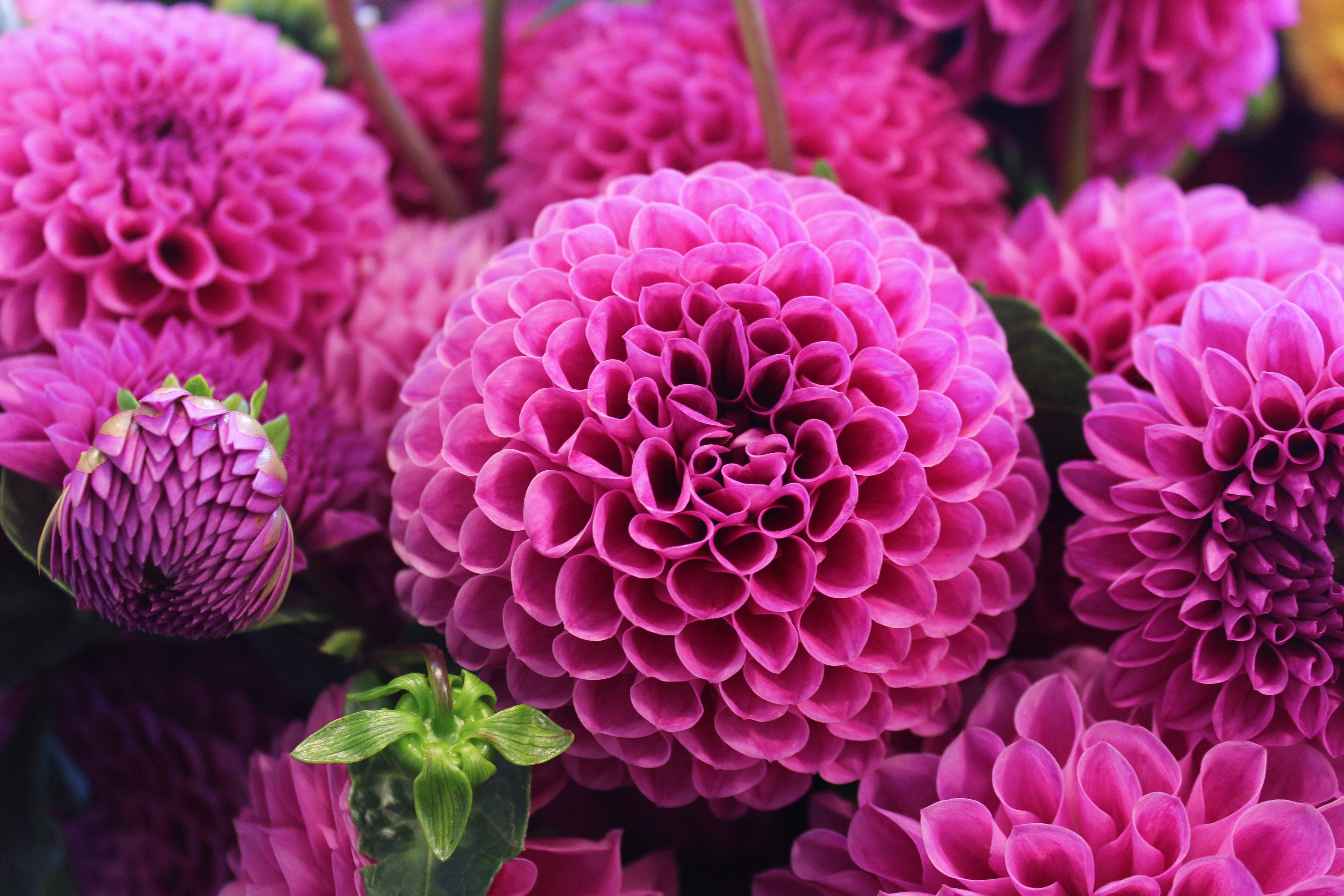 280 Dahlia HD Wallpapers and Backgrounds