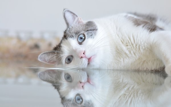 Animal Cat Cats Resting Reflection HD Wallpaper | Background Image