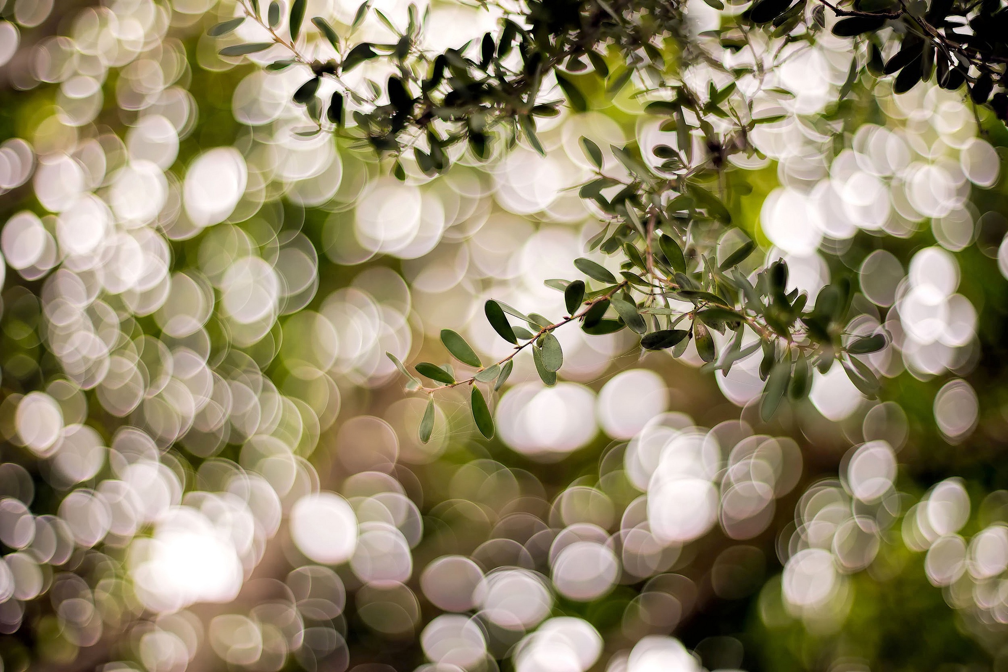 Bokeh HD Wallpapers and Backgrounds. 