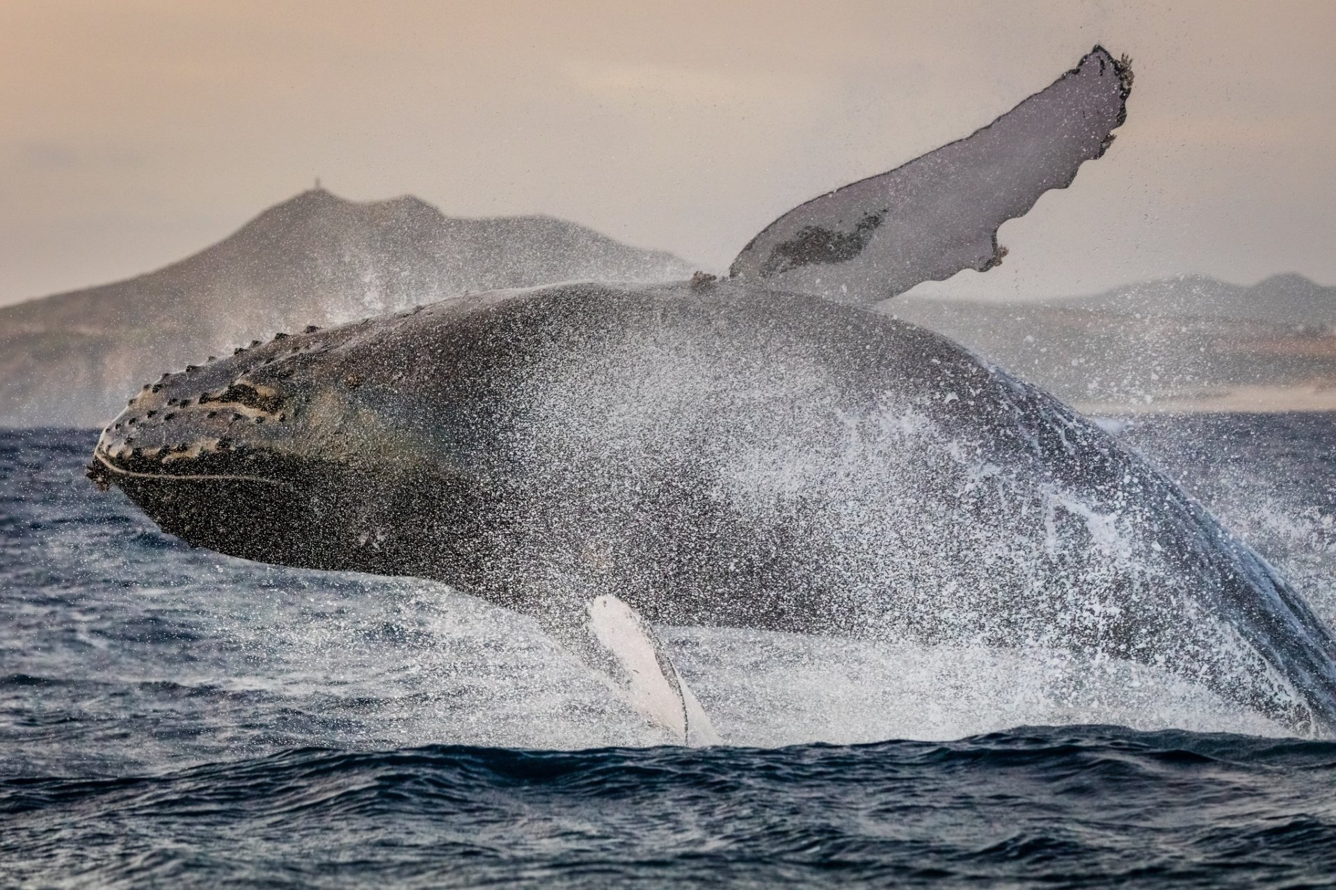 Download Breaching Splash Sea Life Animal Whale HD Wallpaper
