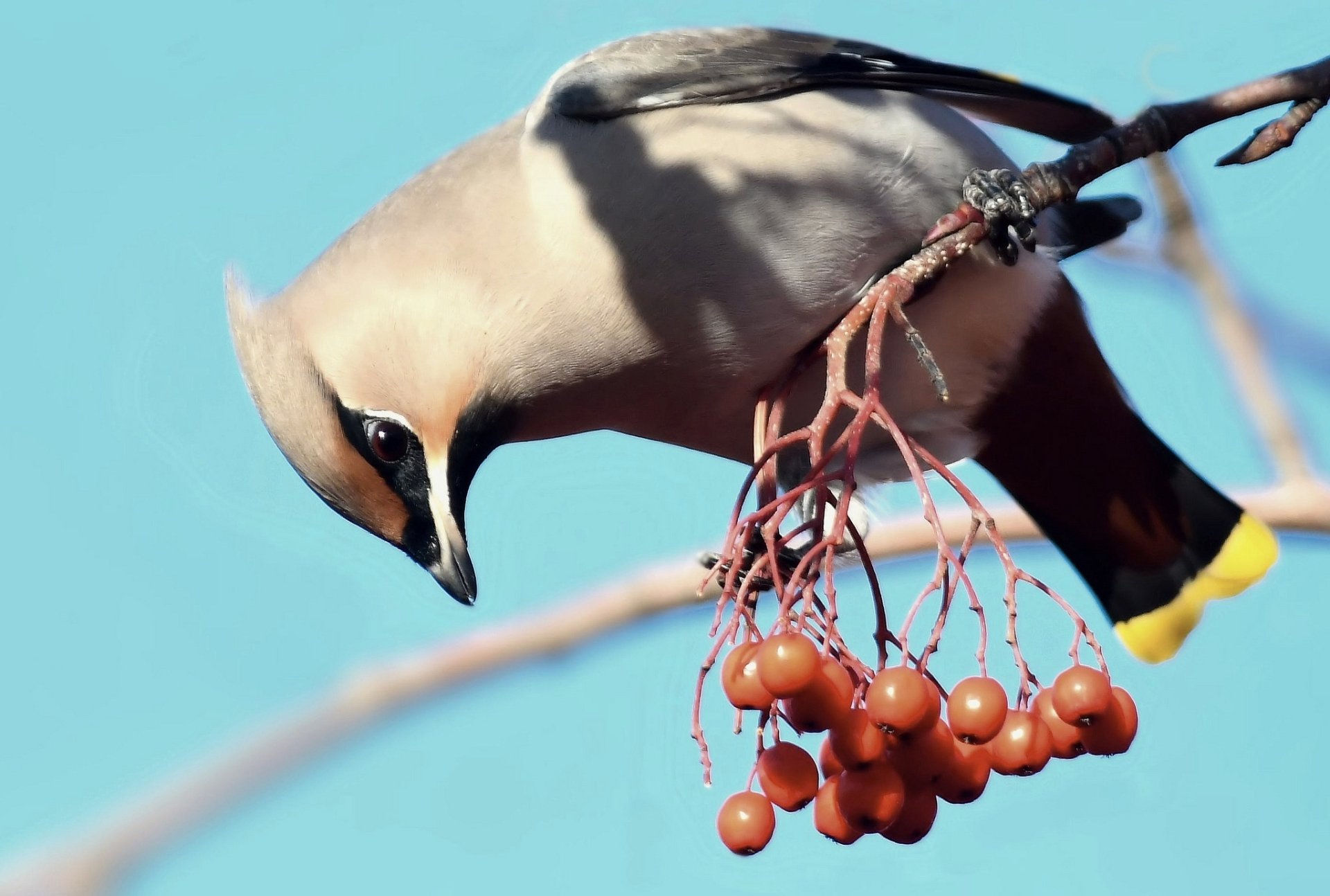 Download Bird Animal Waxwing HD Wallpaper