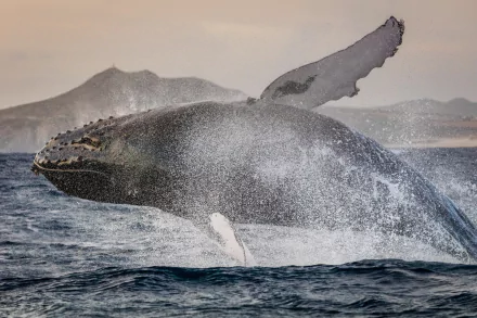 breaching splash sea life Animal whale HD Desktop Wallpaper | Background Image