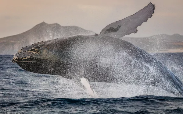 breaching splash sea life Animal whale HD Desktop Wallpaper | Background Image