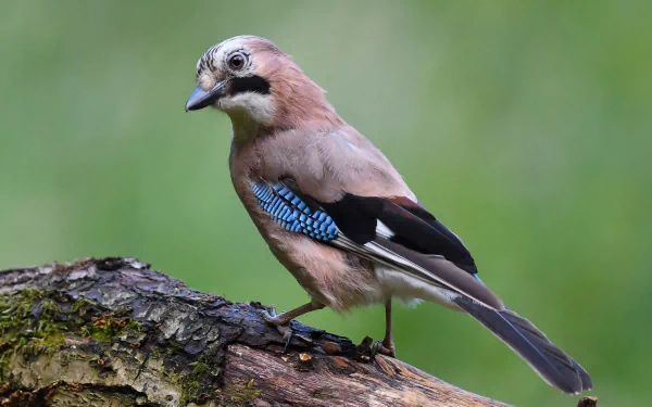 HD desktop wallpaper featuring a detailed close-up of a Eurasian Jay perched on a mossy branch against a soft green background.