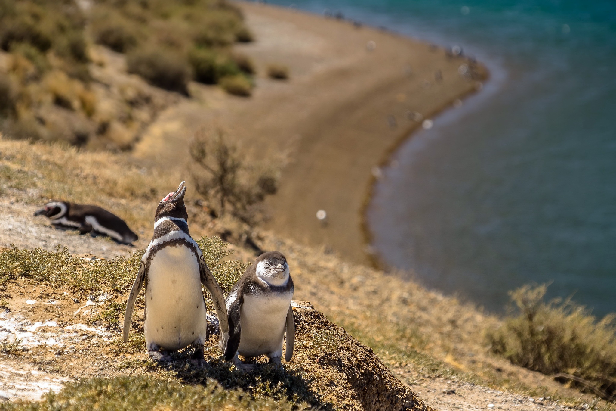 Animaux Penguin Fond d'écran HD | Image
