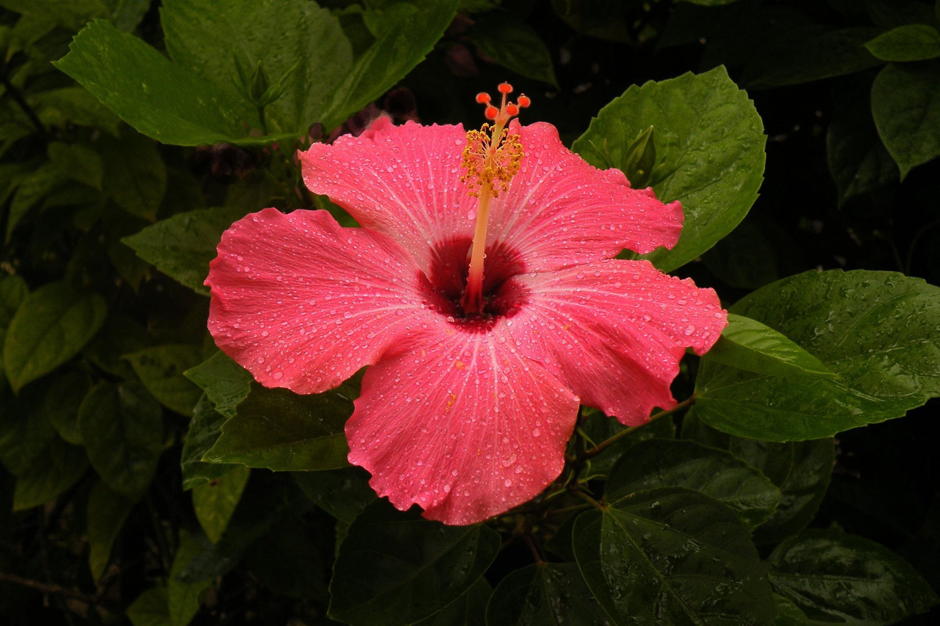 Download Pink Flower Flower Nature Hibiscus HD Wallpaper