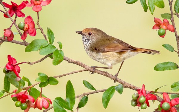 Animal Sparrow Birds Passerines Bird Branch Blossom HD Wallpaper | Background Image