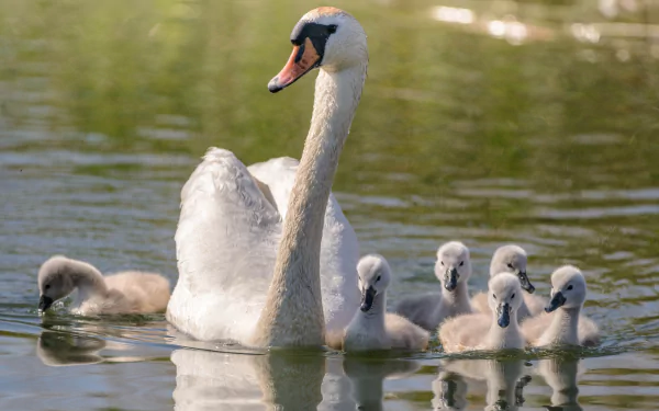 duckling reflection baby animal swan Animal mute swan HD Desktop Wallpaper | Background Image