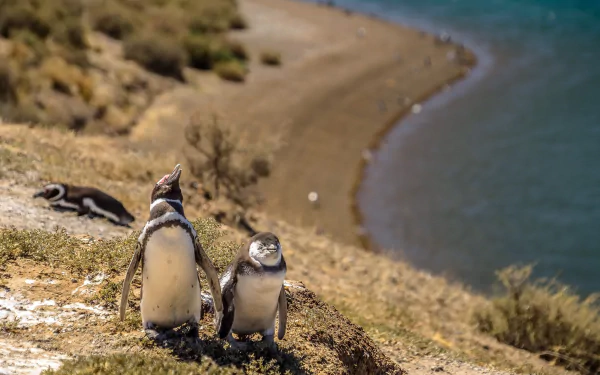coast Animal penguin HD Desktop Wallpaper | Background Image