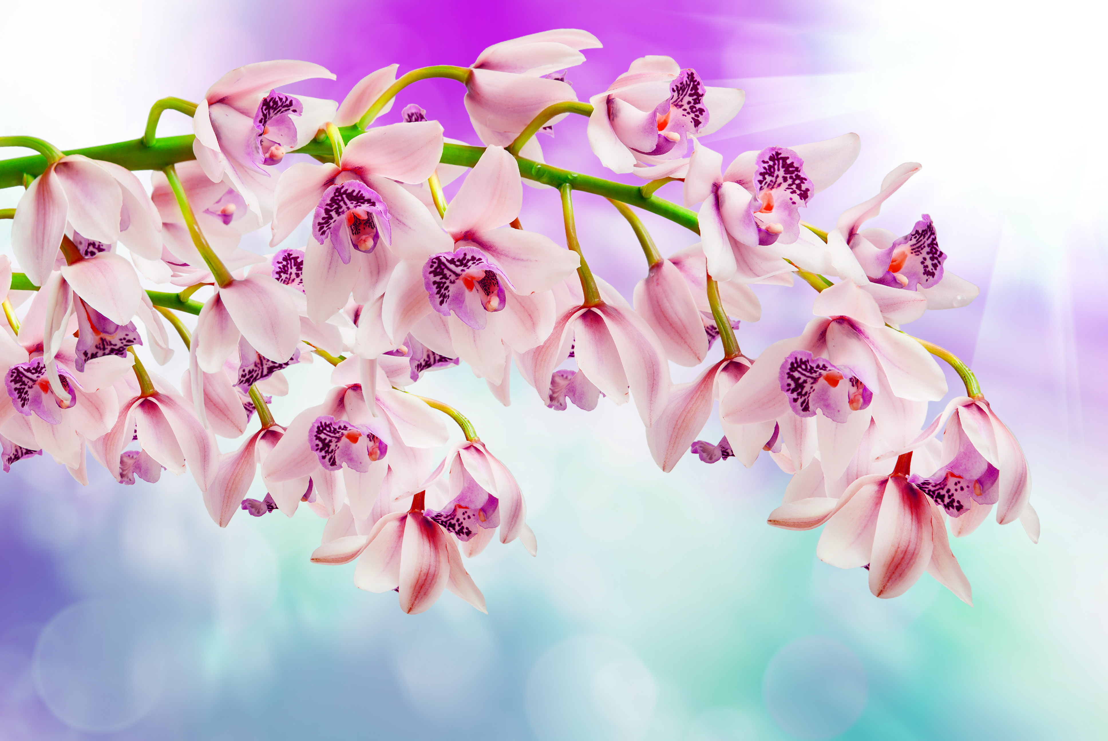 Orchid 4k Ultra HD Wallpaper | Background Image | 3872x2592 | ID:806952