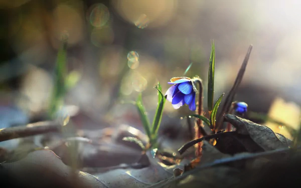 Sunny macro shot of a blue flower nestled among leaves with soft bokeh, capturing the delicate beauty of nature in an HD desktop wallpaper background.