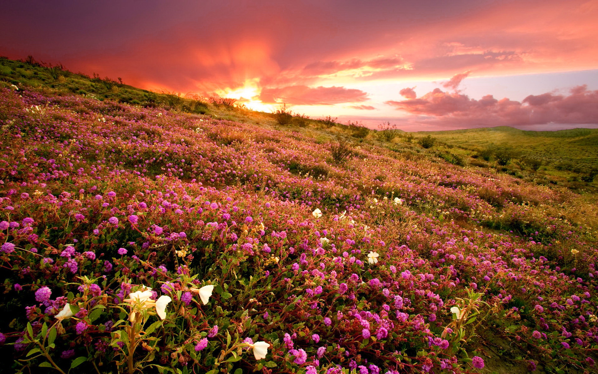 Flower Field Sunset