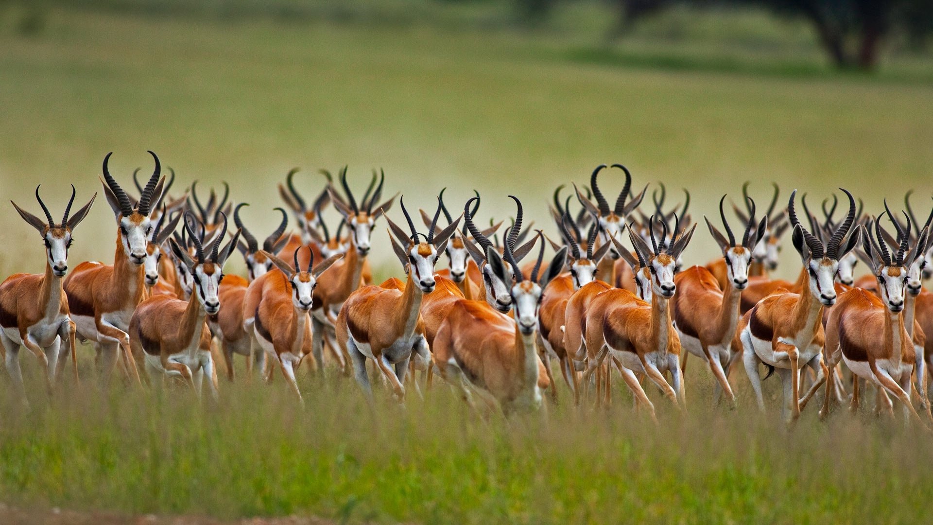 Antilope Fond Décran Hd Arrière Plan 1920x1080 Id807748