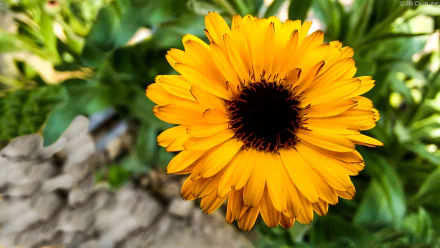  Yellow Flower