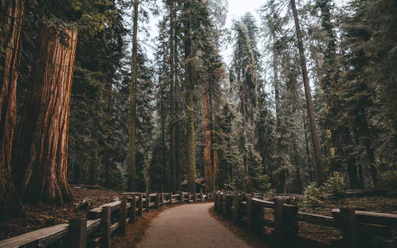 A serene HD desktop wallpaper showing a pathway winding through tall redwood trees, lined with a wooden fence, set in a forested park. 
