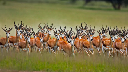 HD PC desktop wallpaper and background of a herd of springbok antelope — wild animals running across a grassy plain in vivid, sharp detail.