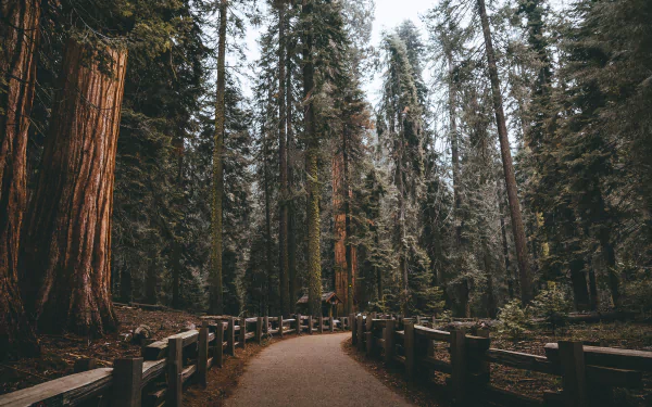 A serene HD desktop wallpaper showing a pathway winding through tall redwood trees, lined with a wooden fence, set in a forested park. 