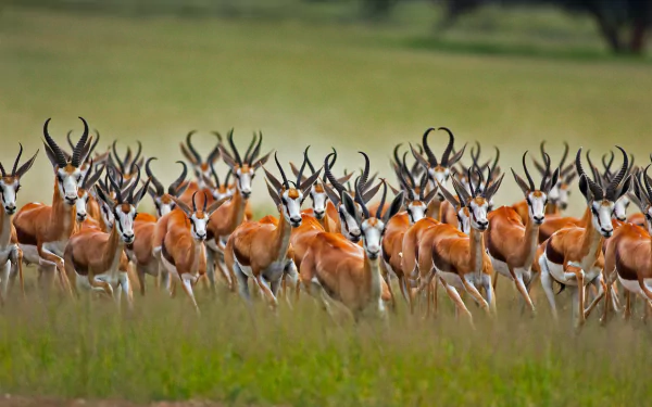 HD PC desktop wallpaper and background of a herd of springbok antelope — wild animals running across a grassy plain in vivid, sharp detail.
