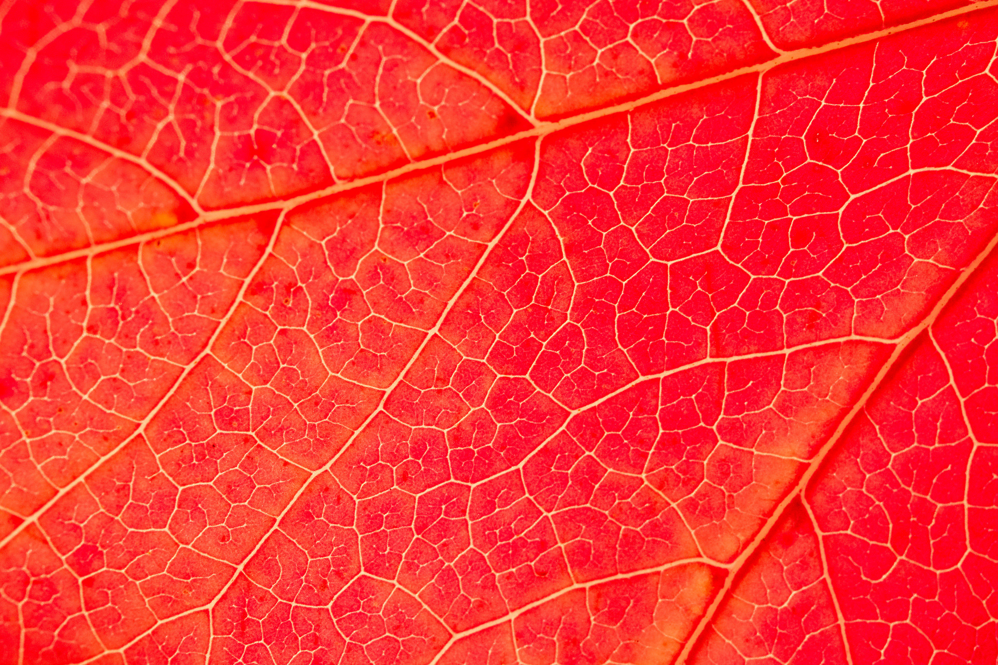 Download Red Macro Nature Leaf HD Wallpaper