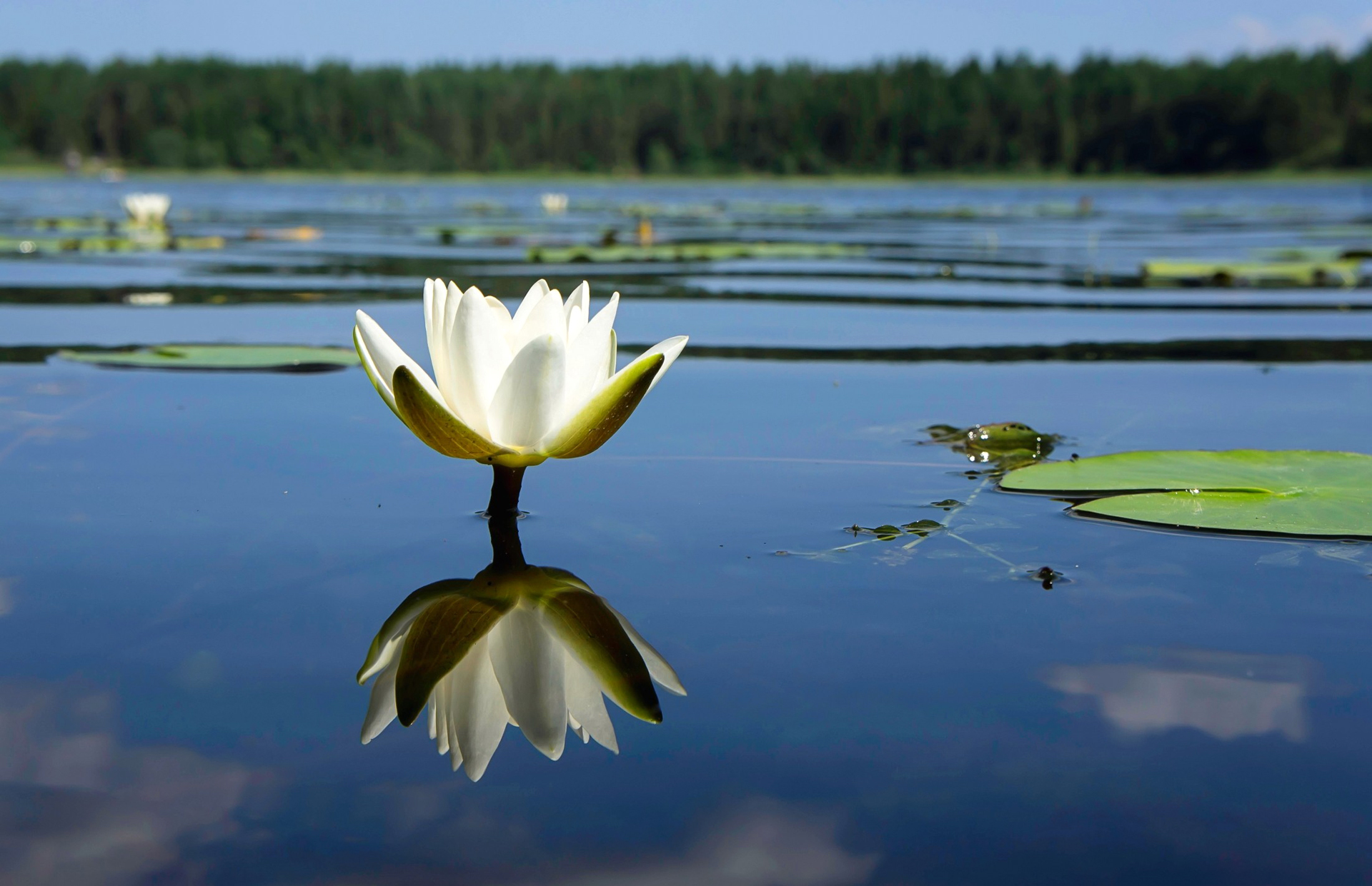 Water Lily HD Wallpaper